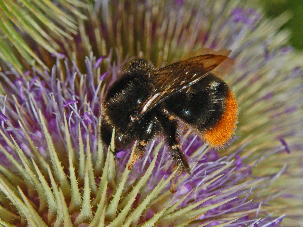 Bombus lapidarius?